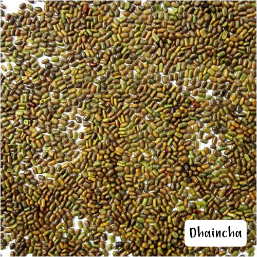 Seed